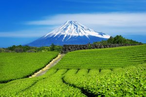 fuji-mountains-green-tea-plantation-shizuoka-japan-300x200 About MATCHABULK.EU