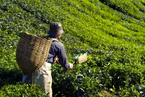 tea-picker-harvesting-tea-leaves-1-300x201 About MATCHABULK.EU